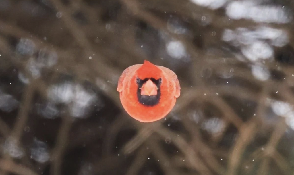 الروابط 3/17/2025 | الرأسمالية العارية